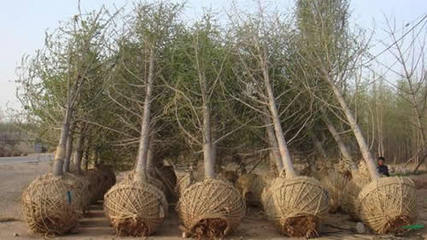 桃園針紡織品購銷業務概述